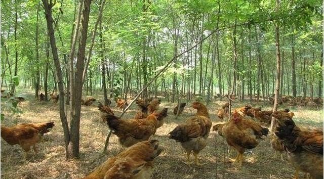 养殖蛋鸡的成本和利润 - 中国养殖网