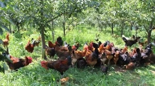 养殖蛋鸡的成本和利润 - 中国养殖网