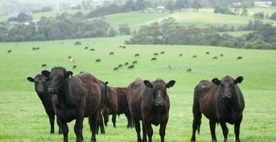 私人养牛基地300头牛一年利润 - 中国养殖网