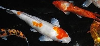 十种最吉利的鱼适合在家养的鱼 - 中国养殖网