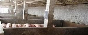 生猪饲养管理技术要点 - 中国养殖网