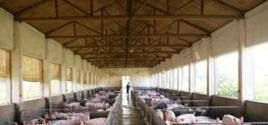 生猪饲养管理技术要点 - 中国养殖网