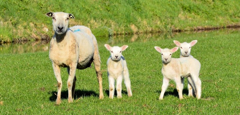 环县发展羊产业的十条意见 - 中国养殖网