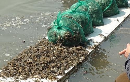 螃蟹的喂养方法 - 中国养殖网