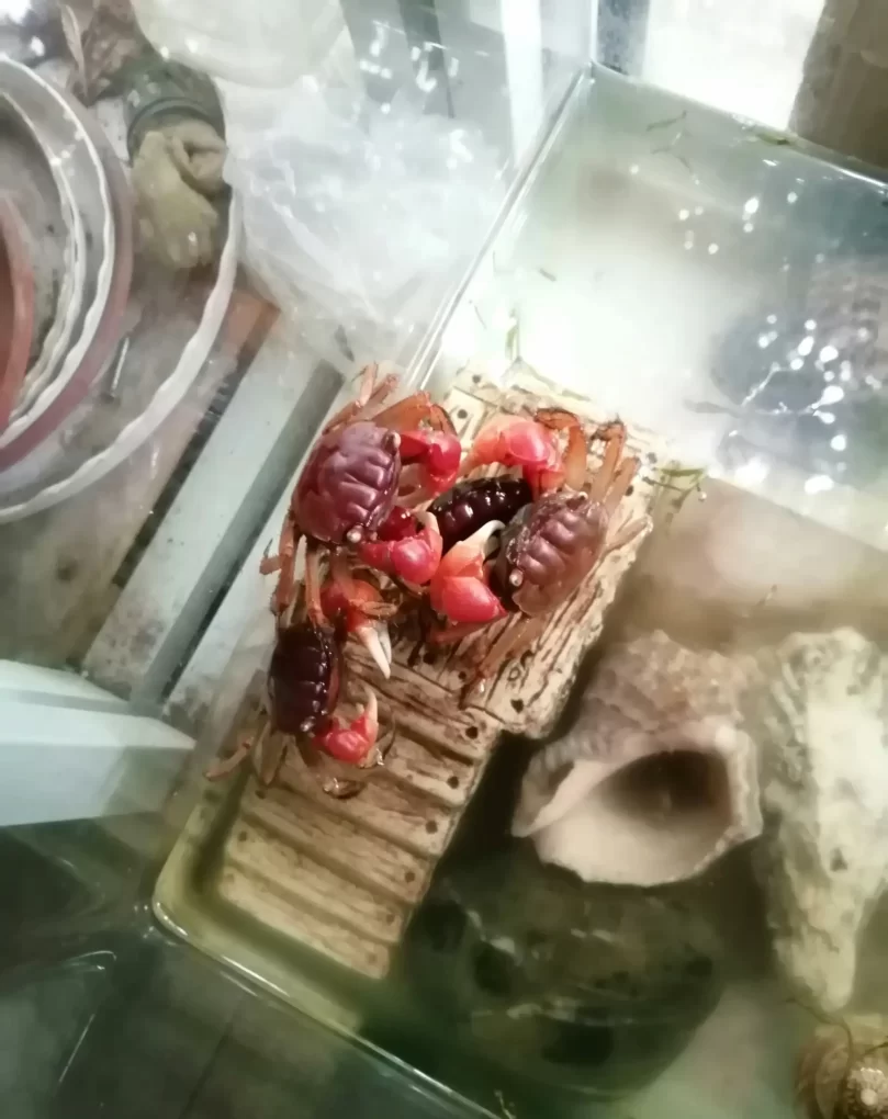 螃蟹的喂养方法 - 中国养殖网