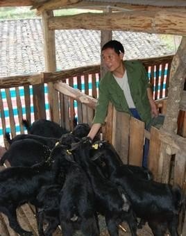 育肥羊先喂精饲料好还是先喂草好 - 中国养殖网