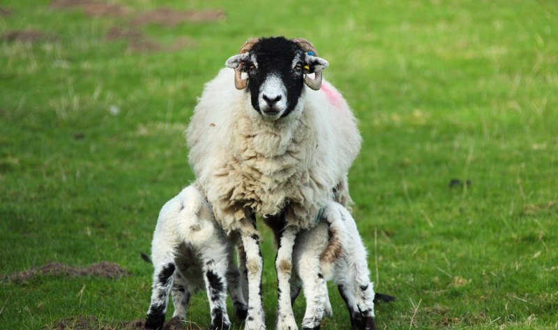在石家庄地区适合养那种羊 - 中国养殖网