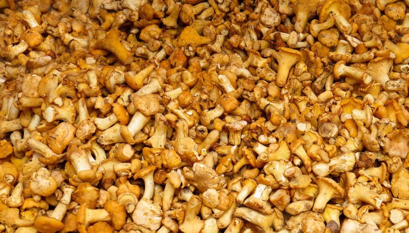 灵芝毛菇的种法 - 中国养殖网