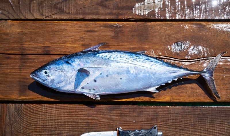 天然海鱼和养殖鱼哪个好 - 中国养殖网