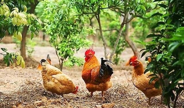 在苹果树下养鸡。养肉鸡好，还是蛋鸡好，90亩能养多少，投资在多少，不应定都要利用到，适量就行 - 中国养殖网