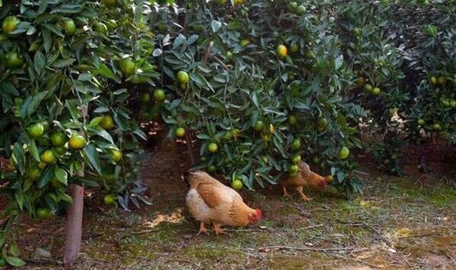 在苹果树下养鸡。养肉鸡好，还是蛋鸡好，90亩能养多少，投资在多少，不应定都要利用到，适量就行 - 中国养殖网