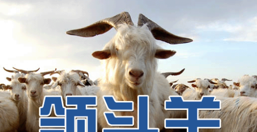 刚买来的羊怎么放养 - 中国养殖网