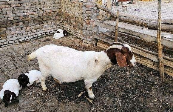 如何选择种母羊 - 中国养殖网