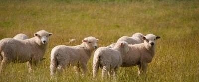 如何选择种母羊 - 中国养殖网