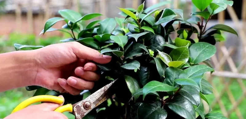 茶花的养殖方法和技术 - 中国养殖网
