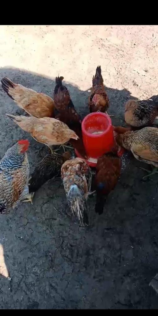 有谁能告诉我怎样养鸡吗 - 中国养殖网