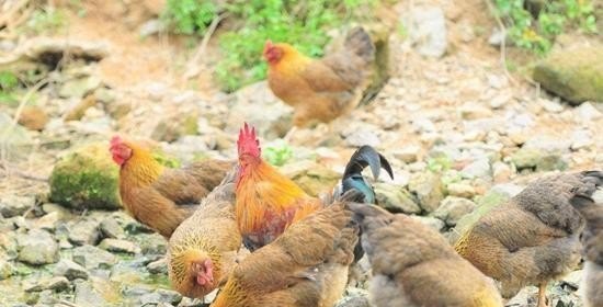 有谁能告诉我怎样养鸡吗 - 中国养殖网