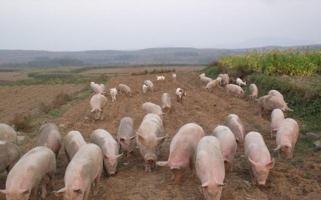 鸡粪养猪应注意什么 - 中国养殖网