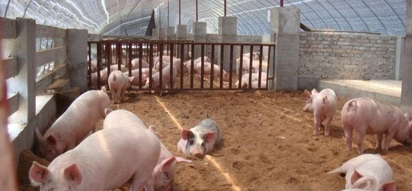 猪菜共生实用技术 - 中国养殖网