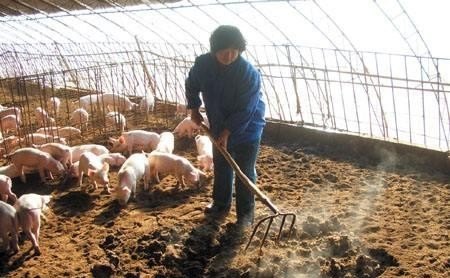 猪菜共生实用技术 - 中国养殖网