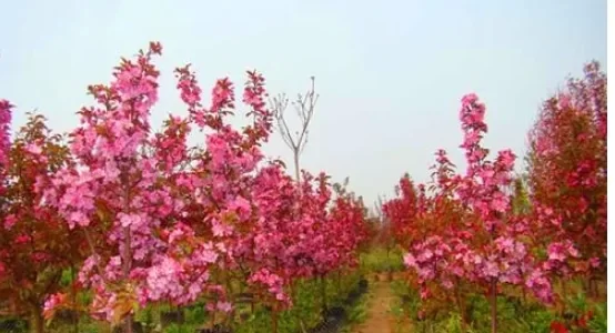 桑树盆景寿命能多长 - 中国养殖网
