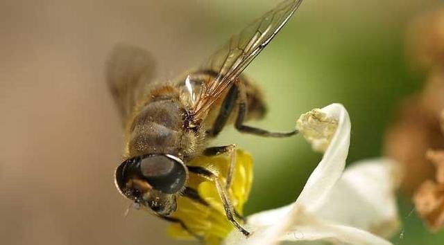 如何人工饲养蜜蜂 - 中国养殖网