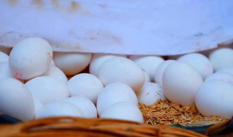 2023年养蛋鸭的前景 - 中国养殖网