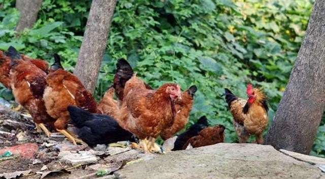 养殖鸡的鸡苗有那几种 - 中国养殖网