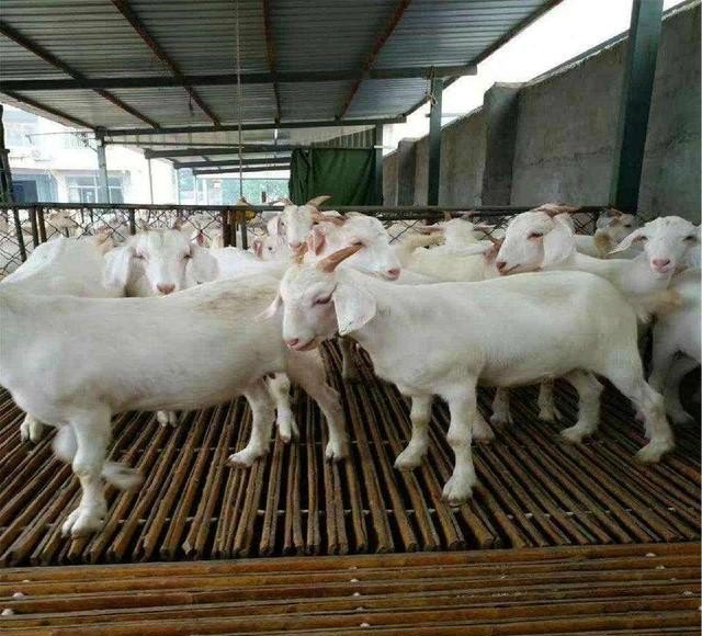 羊舍怎么建设 - 中国养殖网