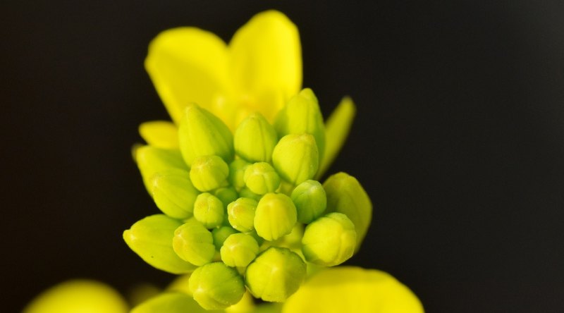 黄色微白的花 - 中国养殖网