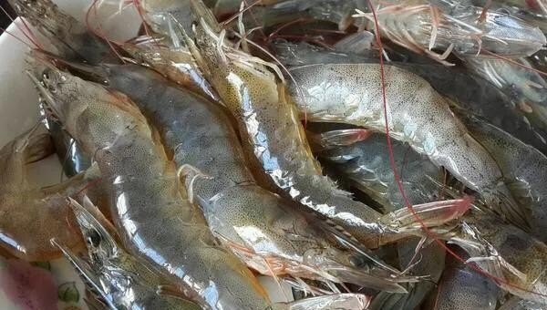 养淡水虾养殖新方式 - 中国养殖网