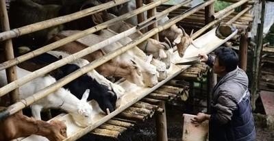 养10只羊的利润与成本真实 - 中国养殖网