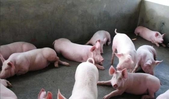 畜牧兽医专业毕业的人的人为什么不养猪 - 中国养殖网