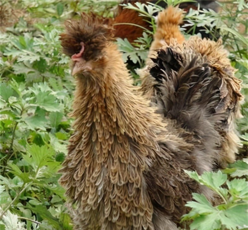十大稀少鸡品种 - 中国养殖网