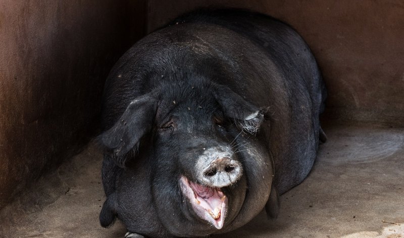 什么样的猪叫土炮猪 - 中国养殖网