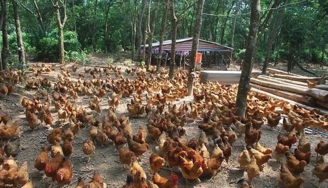 一只鸭子年产蛋多少公斤 - 中国养殖网