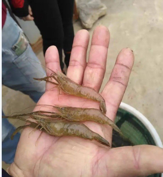 河虾可以养吗 - 中国养殖网