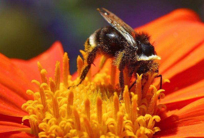 养殖蜜蜂被四脚蛇食蜜蜂怎么治理 - 中国养殖网
