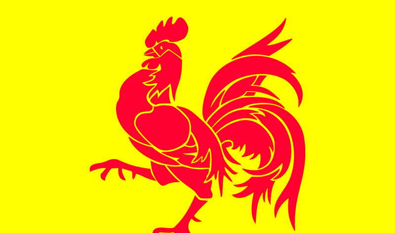 杂鸡养殖全过程 - 中国养殖网