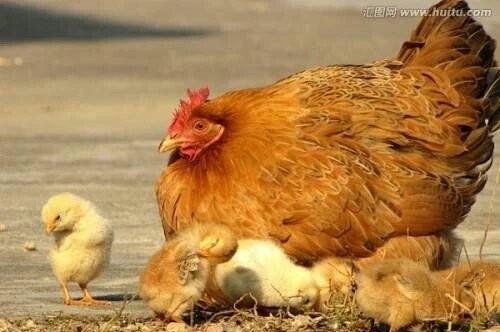 养鸡场的鸡多久出栏 - 中国养殖网