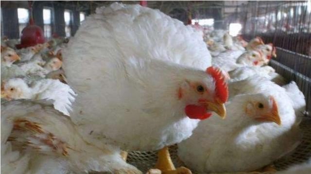 养鸡场的鸡多久出栏 - 中国养殖网