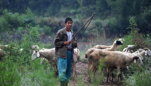 东北养牛优点和缺点 - 中国养殖网