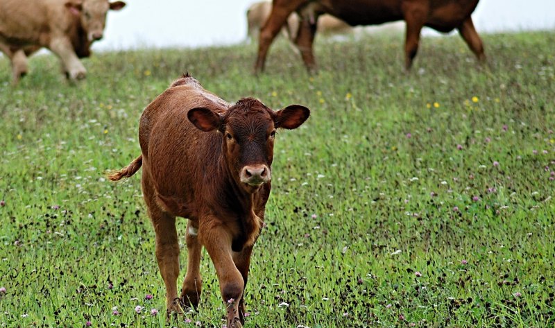 在农村养牛，应该养哪个品种的牛更好 - 中国养殖网