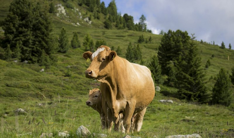 养15头牛需要多少成本，利润多少 - 中国养殖网
