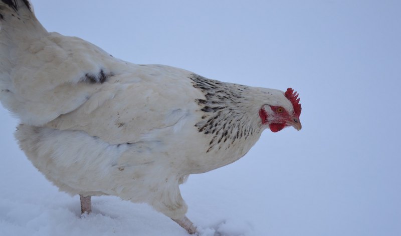 冬天鸡可以在室外吗 - 中国养殖网