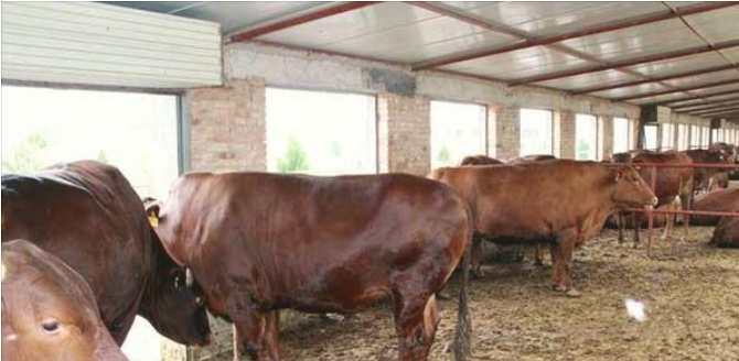 牛的养殖方法和技术 - 中国养殖网