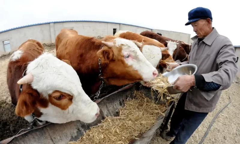 牛的养殖方法和技术 - 中国养殖网