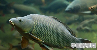 草鱼鲢鱼鲤鱼鲫鱼，这几种鱼会吃自己的鱼苗和别的鱼的鱼苗吗？为什么 - 中国养殖网