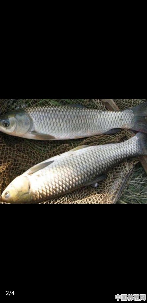 草鱼鲢鱼鲤鱼鲫鱼，这几种鱼会吃自己的鱼苗和别的鱼的鱼苗吗？为什么 - 中国养殖网