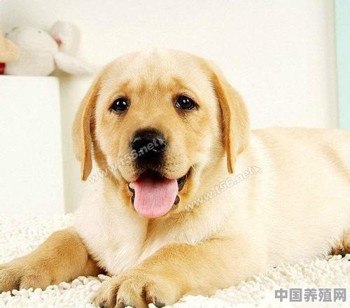 各种宠物狗大概多少钱 - 中国养殖网